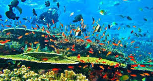 Terumbu Karang Komodo